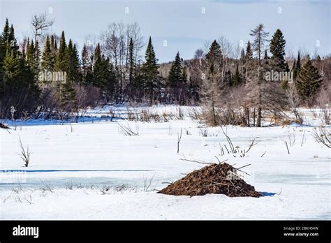 American Beaver Castor Canadensis Lodge Along A Stream In The North