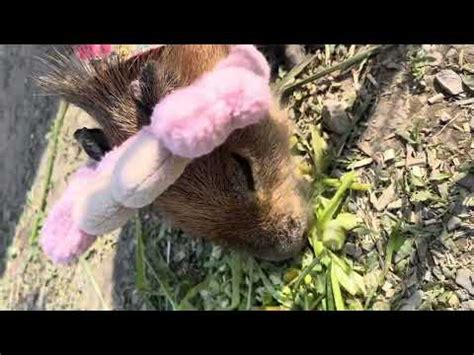 Pink Capybara Capybara Youtube