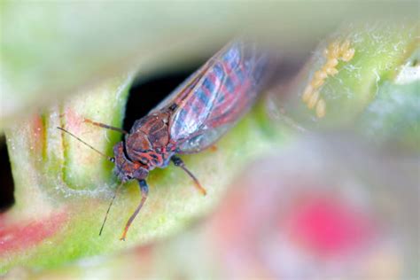 50+ Psyllids Stock Photos, Pictures & Royalty-Free Images - iStock