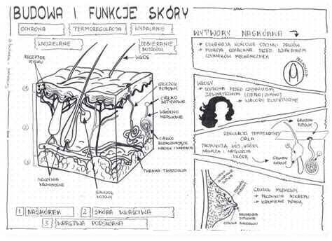 Skora Budowa Online Cpshouston Net