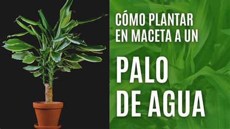 Cómo plantar un Palo de Agua en maceta paso a paso YouTube