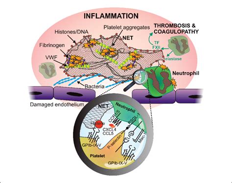 Neutrophil Extracellular Trap Net At Site Of Injury Inflammation