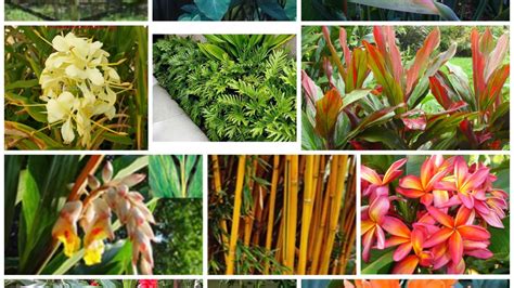 Tropical Plants and Flowers Growing Plants In Cooler Climates – Aloha ...