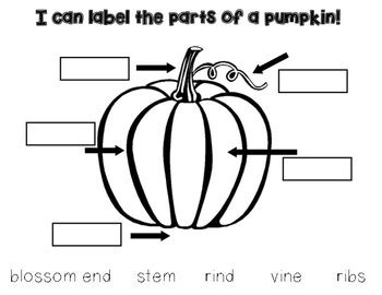 Pumpkin Anatomy Of A Lable