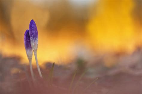 Krokus Forum F R Naturfotografen