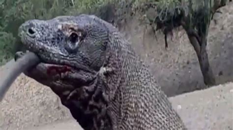 Komodo Dragon, Nature Gif, Lizard, Quick