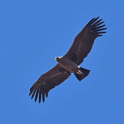 Cóndor Andino Vultur Gryphus Ecoregistros