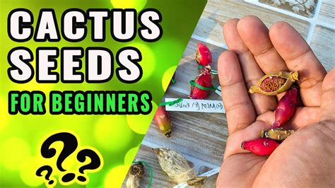 Cactus Seeds For Beginners All You Need To Know About Cuctus Seeds Youtube