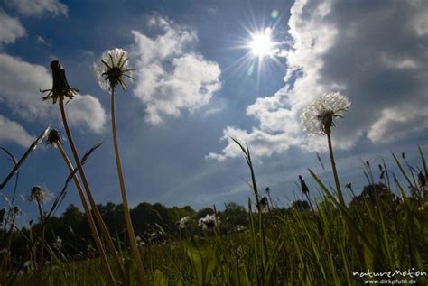 Wiese mit Löwenzahn Pusteblume Sonne und Wolken Kerstlingeröder Feld