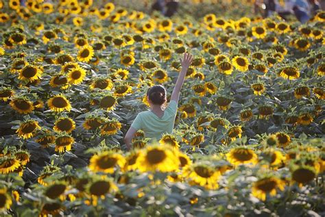 Beijing Sunflowers Ignite Brilliant Park Scenery Cgtn