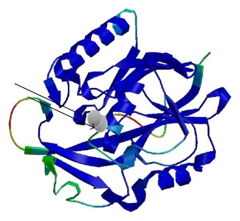 The Putative Tertiary Structure Of Lactonase Enzyme Of B Download