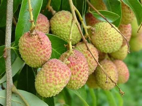 How To Grow And Care For Lychee Trees