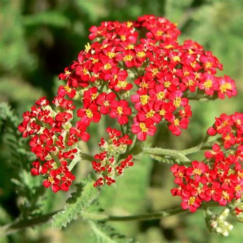 Shop Your Own Perfect Roots Plants Achillea Strawberry Seduction 10