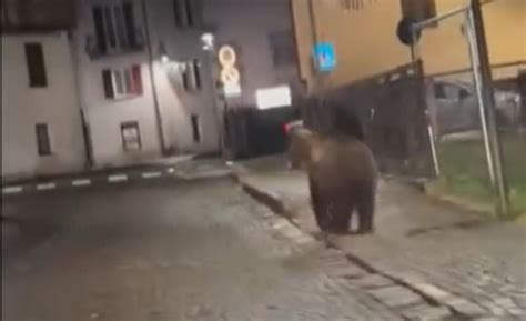 L Orso Che Si Aggira Nel Borgo Trentino Durante La Festa Di Paese Il