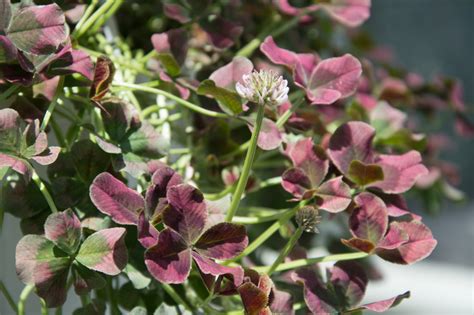 Garten Navi Wei Klee Trifolium Repens Angel Clover Chocolate