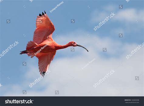 beautiful scarlet ibis flying sky stock photo  shutterstock
