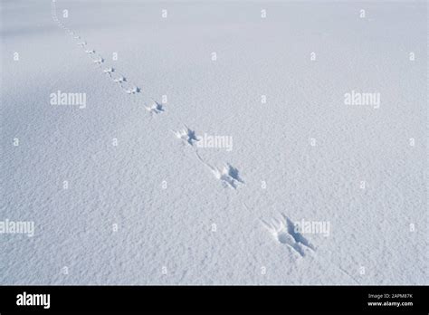 Squirrel tracks snow hi-res stock photography and images - Alamy