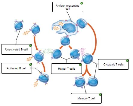 Chapter 16 Lymphatic System Flashcards Easy Notecards