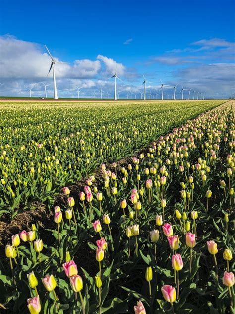 390 Majestic Windmills Stock Photos Free And Royalty Free Stock Photos