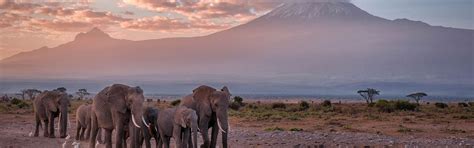 KILIMANJARO NATIONAL PARK - Kilimanjaro Glacier Experts & Safaris