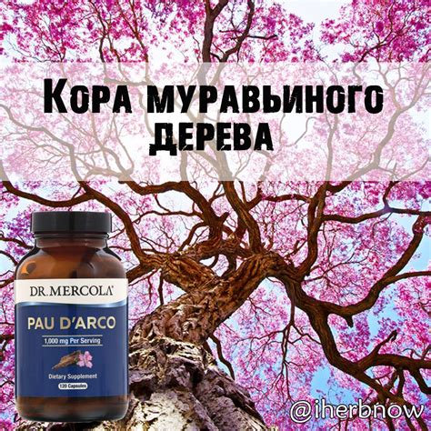Кора муравьиного дерева: свойства внутреннего слоя, инструкция по ...