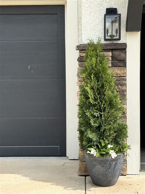 How to Plant Emerald Green Arborvitae Shrubs in Pots - Life Love Larson