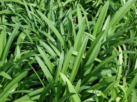 Photo #58975 | Agapanthus 'Peter Pan' | plant lust