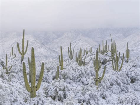 Foto Nevó en el desierto más cálido de México y EE UU por primera