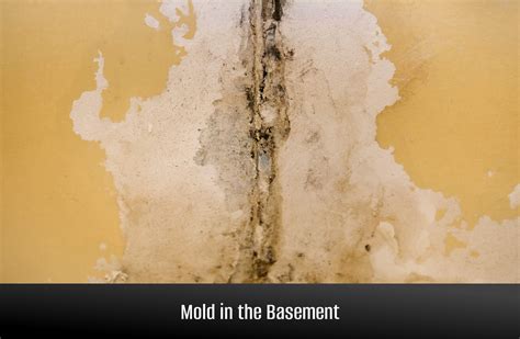 Basement Mold - Find It, Remove It, and Stop It