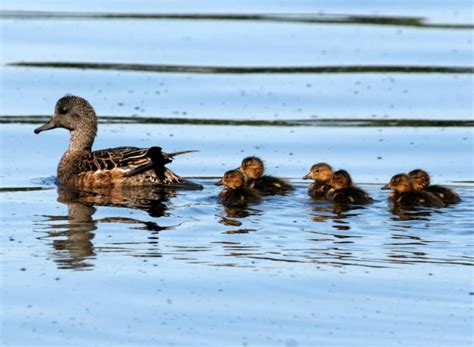 Free picture: American, wigeon, brood