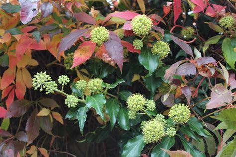 Hedera Helix Hibernica Lubera Ch