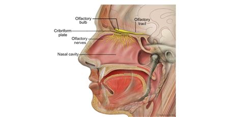 Olfactory System Introduction To Neuroscience