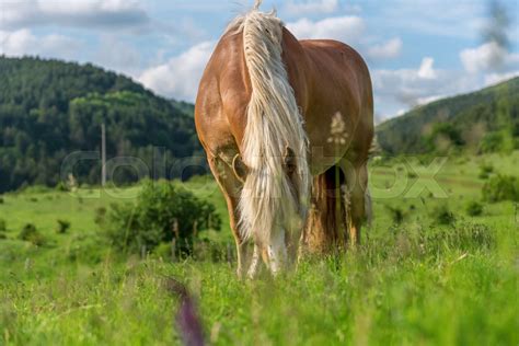 Horse grazing in a pasture with grass | Stock image | Colourbox