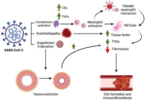 Hematology Reports Free Full Text COVID 19 Adenoviral Vaccine