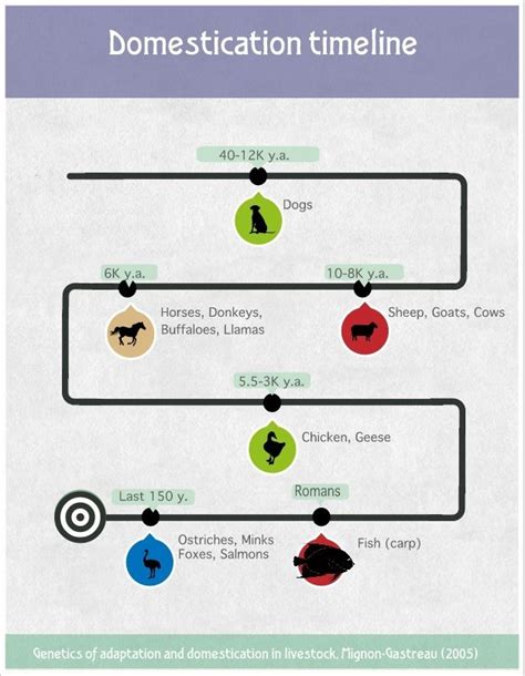 Timeline Of Domestication