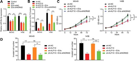 Bone Mesenchymal Stem Cell Derived Extracellular Vesicles Containing