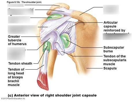 Shoulder Joint 4 Ligaments Diagram Quizlet