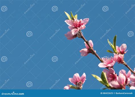 Spring Nectarine Colorful Pink Flowers Tree Blooming In Blue Sky Stock