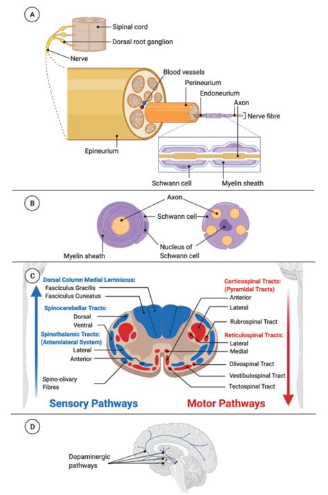 Figure 1 From Biomaterials For Neural Tissue Engineering Semantic Scholar