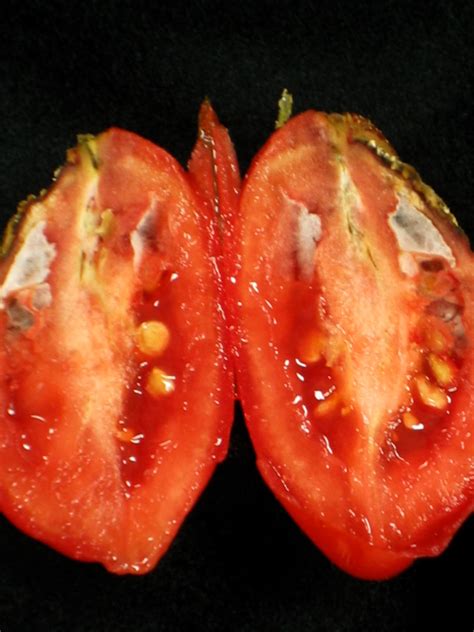 Anthracnose on tomatoes | Vegetable Pathology – Long Island ...