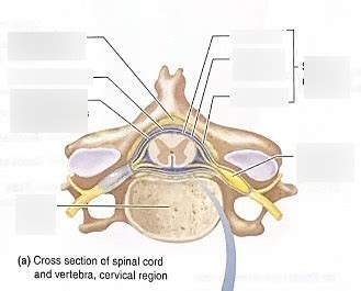 Lab Practical Spinal Cord Diagram Quizlet