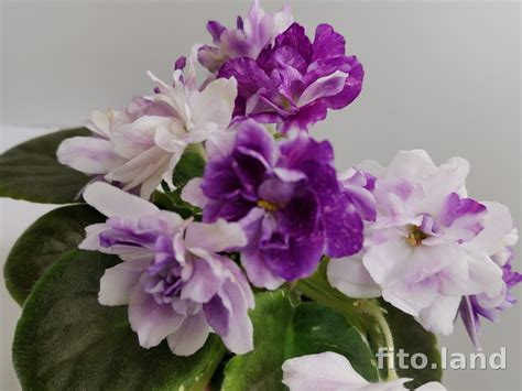 Фиалка АВ-В Краю Единорогов (856-5)