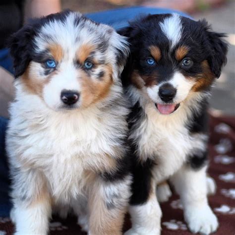 Pictures Of Australian Shepherd Dogs