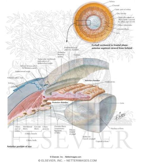 Vision: Anterior Chamber of the Eye