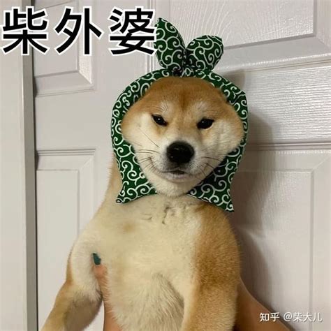 如何挑选柴犬？详细教程送给你！！ 知乎