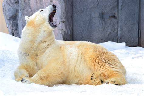 The Healthy Bear Oral Sex And Sexual Health