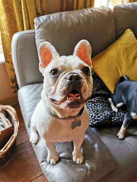 Do You Brush French Bulldogs Teeth at Christopher Bryant blog
