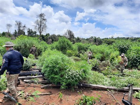 Paraguay SENAD Destroys More than 24 Tons of Diálogo Américas