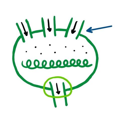 Ch 14 Lymphatic System Flashcards Quizlet