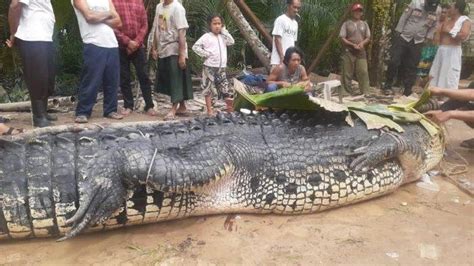 Dicari Berjam Jam Tubuh Sugiarti Ditemukan Di Dalam Mulut Buaya